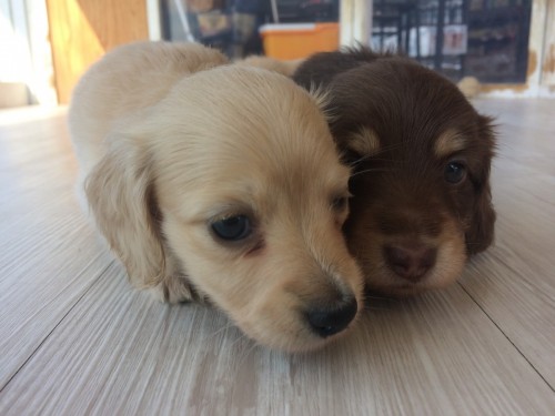 写真 2017-11-16 11 02 15