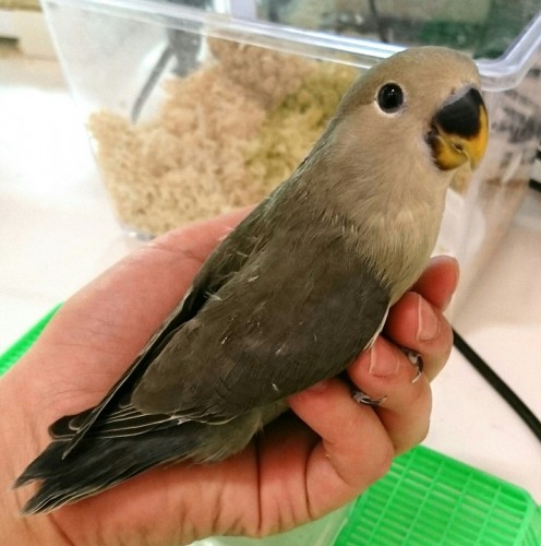 写真 2017-11-04 16 26 55