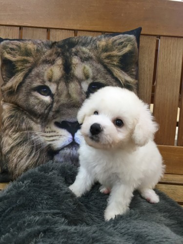 ファイル 2017-11-04 16 53 02