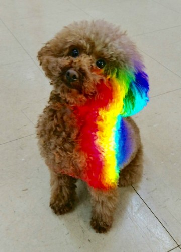 写真 2017-11-19 18 56 27