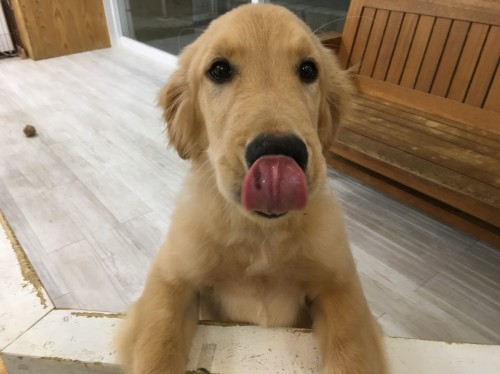 写真 2017-11-13 19 47 41