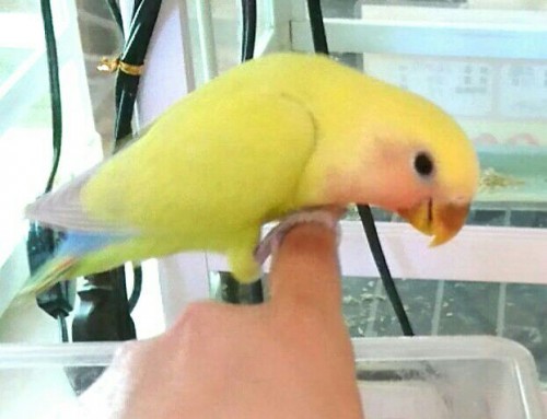 写真 2017-11-04 16 27 04