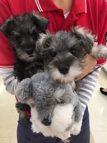 ファイル 2017-11-04 16 56 10