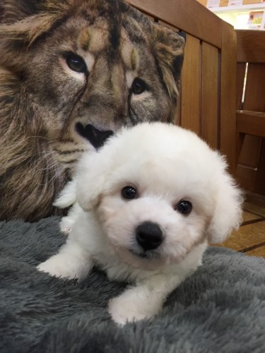 ファイル 2017-11-04 16 52 35