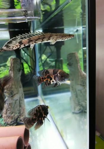 写真 2017-11-13 16 19 02