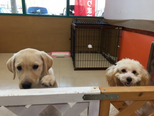 ファイル 2017-11-04 17 07 47