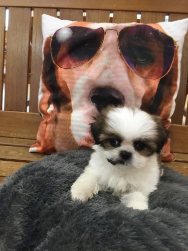 ファイル 2017-11-04 16 55 38