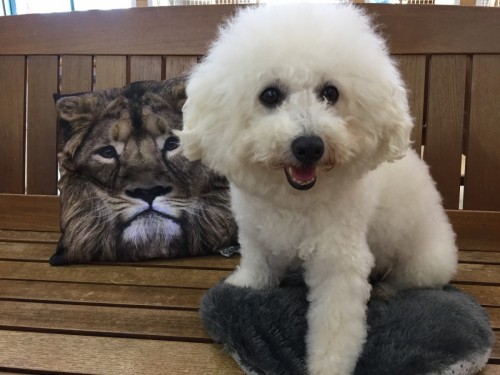 ファイル 2017-11-04 16 53 32