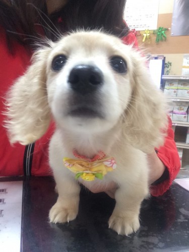 写真 2017-12-21 16 47 43