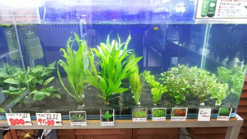 写真 2017-12-09 12 14 29