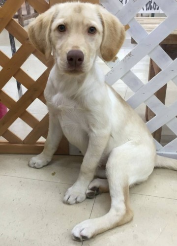 ファイル 2017-12-11 19 54 23