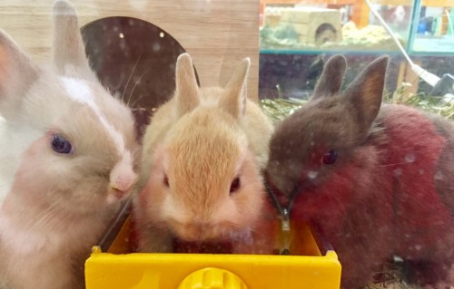 写真 2017-12-04 18 30 24