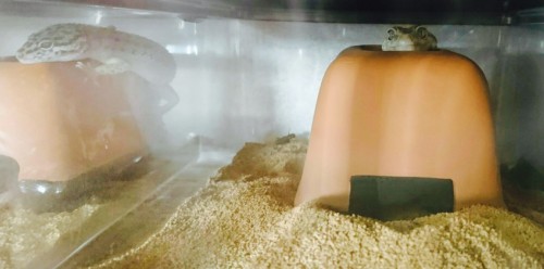 写真 2017-12-21 12 48 01