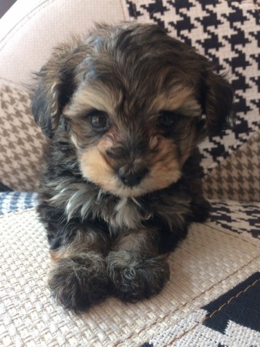 写真 2017-12-15 11 04 18