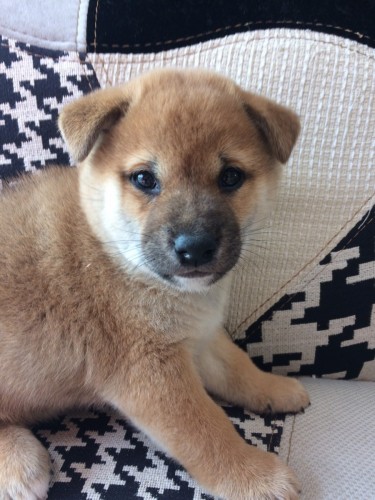 写真 2017-12-15 11 04 13