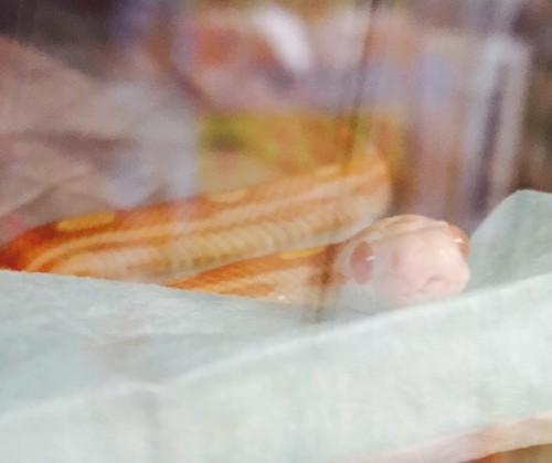 写真 2017-12-21 10 39 12