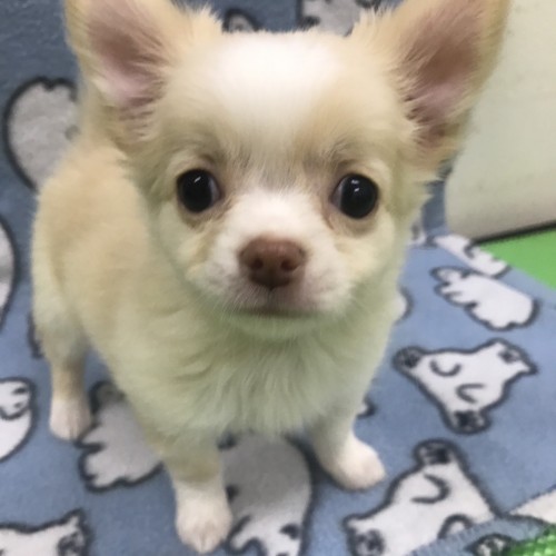 写真 2017-12-18 21 33 02