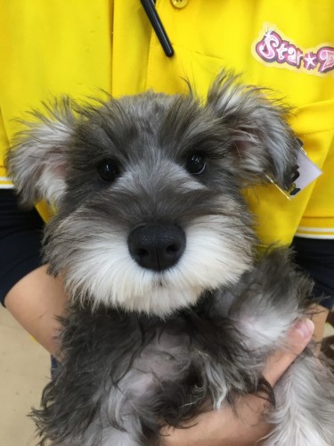 ファイル 2017-12-11 19 54 40