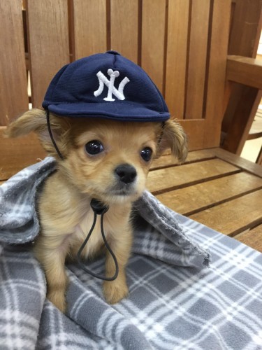 ファイル 2017-12-07 19 28 33