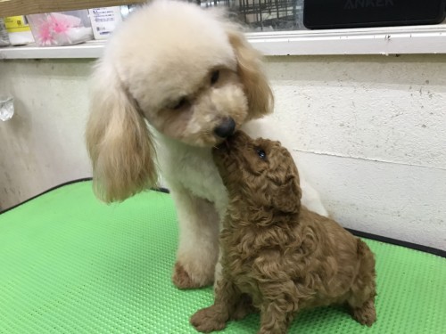 写真 2018-01-23 19 24 11