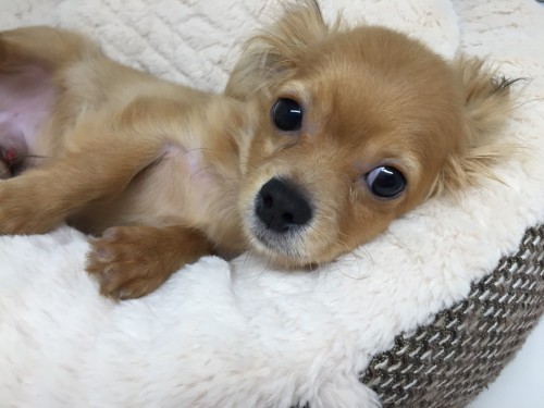 ファイル 2018-02-15 11 41 50