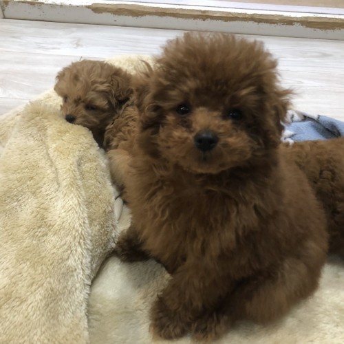 写真 2018-02-15 19 33 39