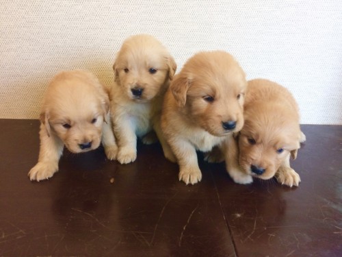 写真 2018-04-21 10 14 41