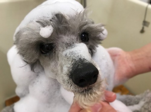 写真 2018-04-30 19 01 38