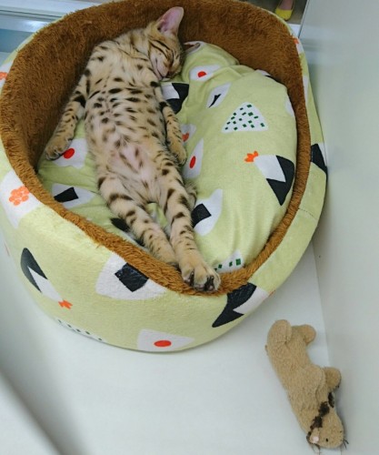 写真 2018-05-05 14 10 14