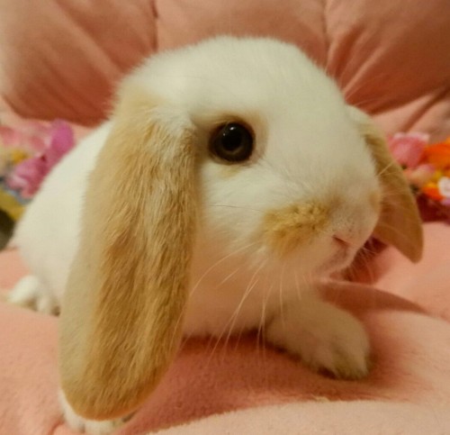 写真 2018-05-16 15 41 37