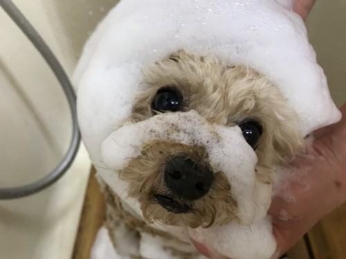 写真 2018-04-30 14 42 16