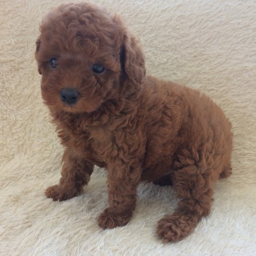 写真 2018-05-03 13 22 31