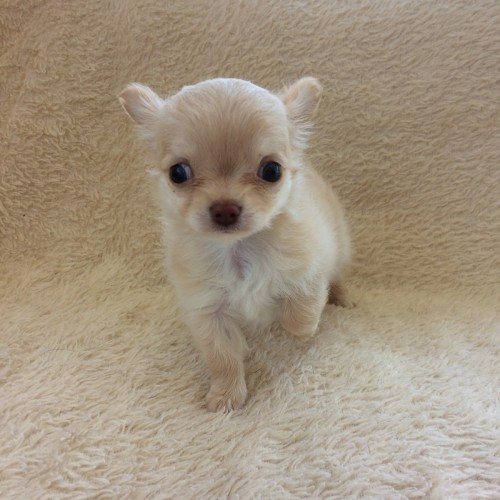 写真 2018-05-03 13 22 28