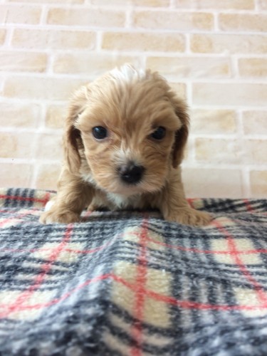 写真 2018-06-26 11 57 31