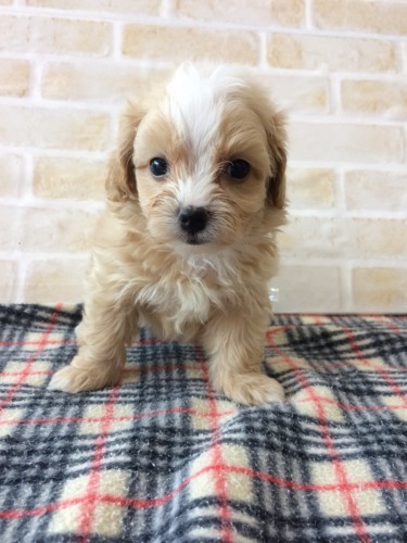 写真 2018-06-26 11 57 22