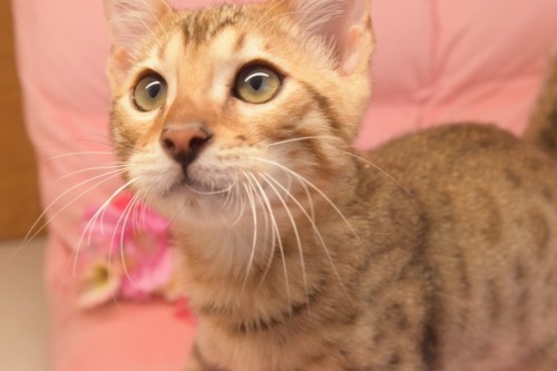 写真 2018-05-14 11 35 36 (1)