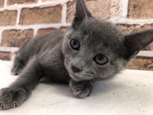 5b07daa23e09b7.99844112