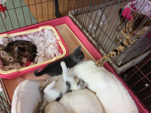 写真 2018-08-14 13 49 34 (1)