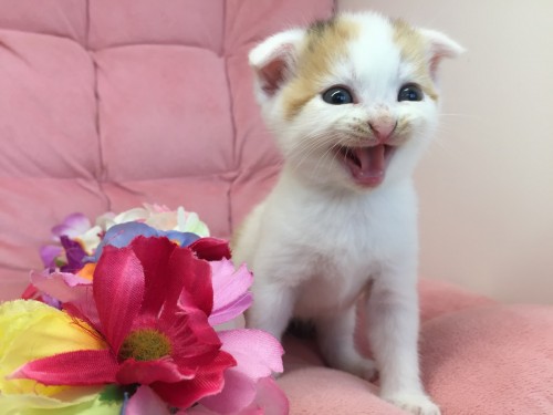 写真 2018-08-12 15 32 21