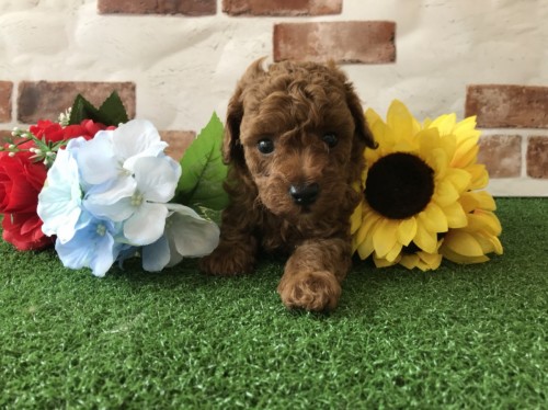 写真 2018-09-11 16 25 29