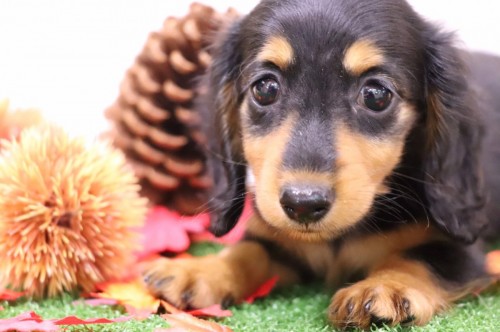 写真 2018-09-20 10 52 56