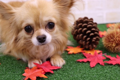 写真 2018-09-05 13 44 16