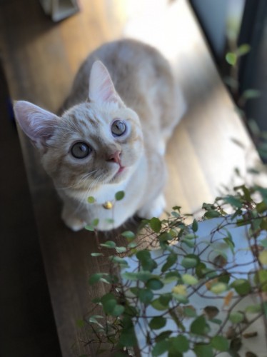 14-蒼葉(マサムネ)