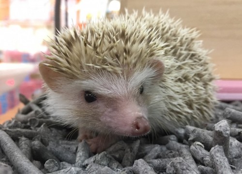 写真 2018-10-22 18 47 16