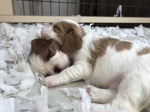 写真 2018-10-25 13 19 09