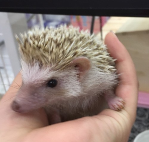 写真 2018-10-22 18 46 39