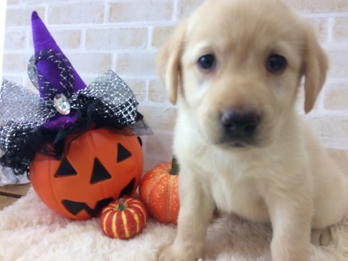 写真 2018-10-11 10 37 36