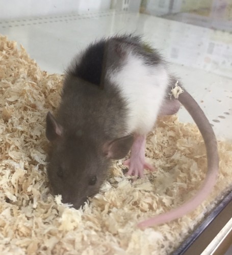 写真 2018-11-11 19 48 50