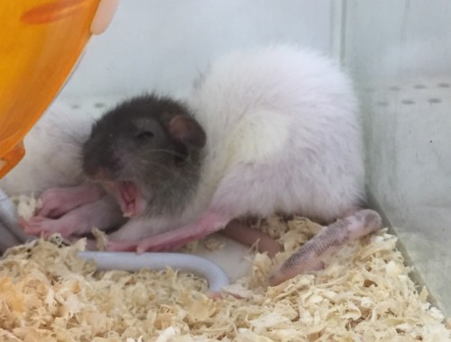 写真 2018-11-11 19 48 43 (1)