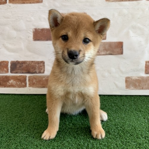 写真 2018-11-29 13 52 42